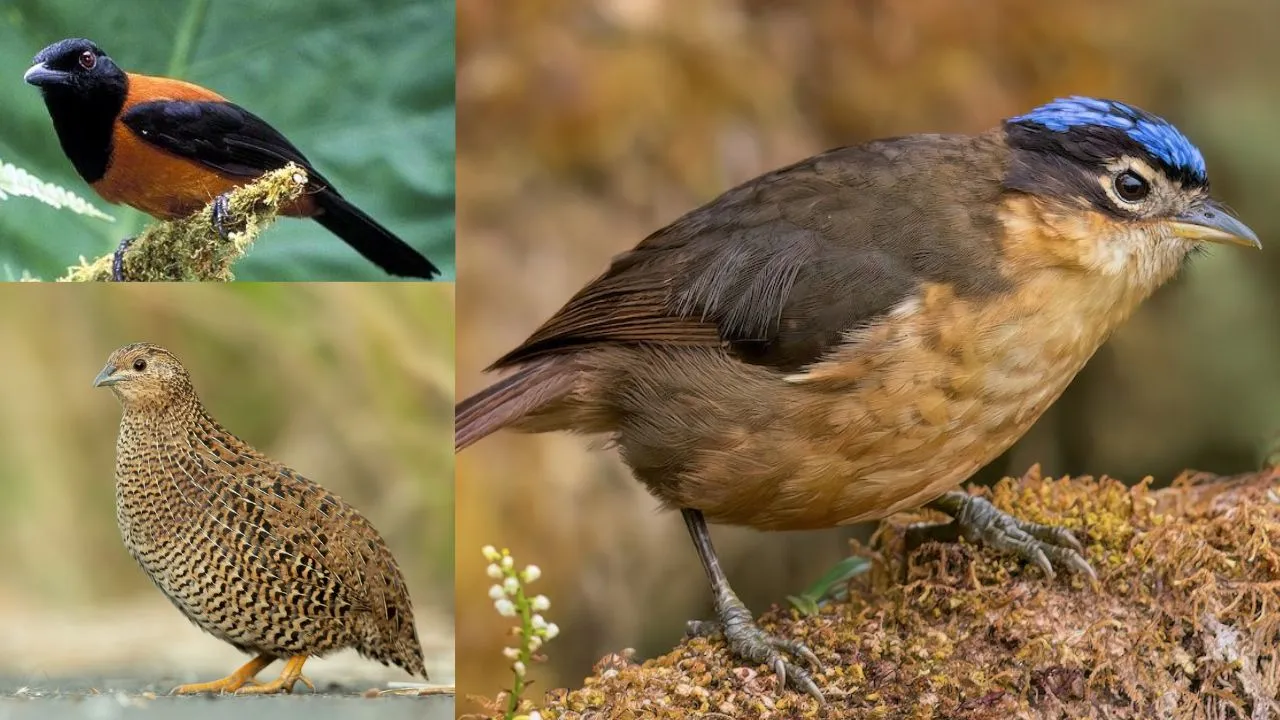 Poisonous birds
