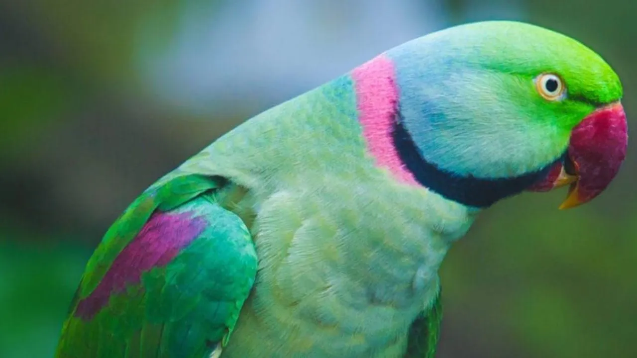 Missing Parrot