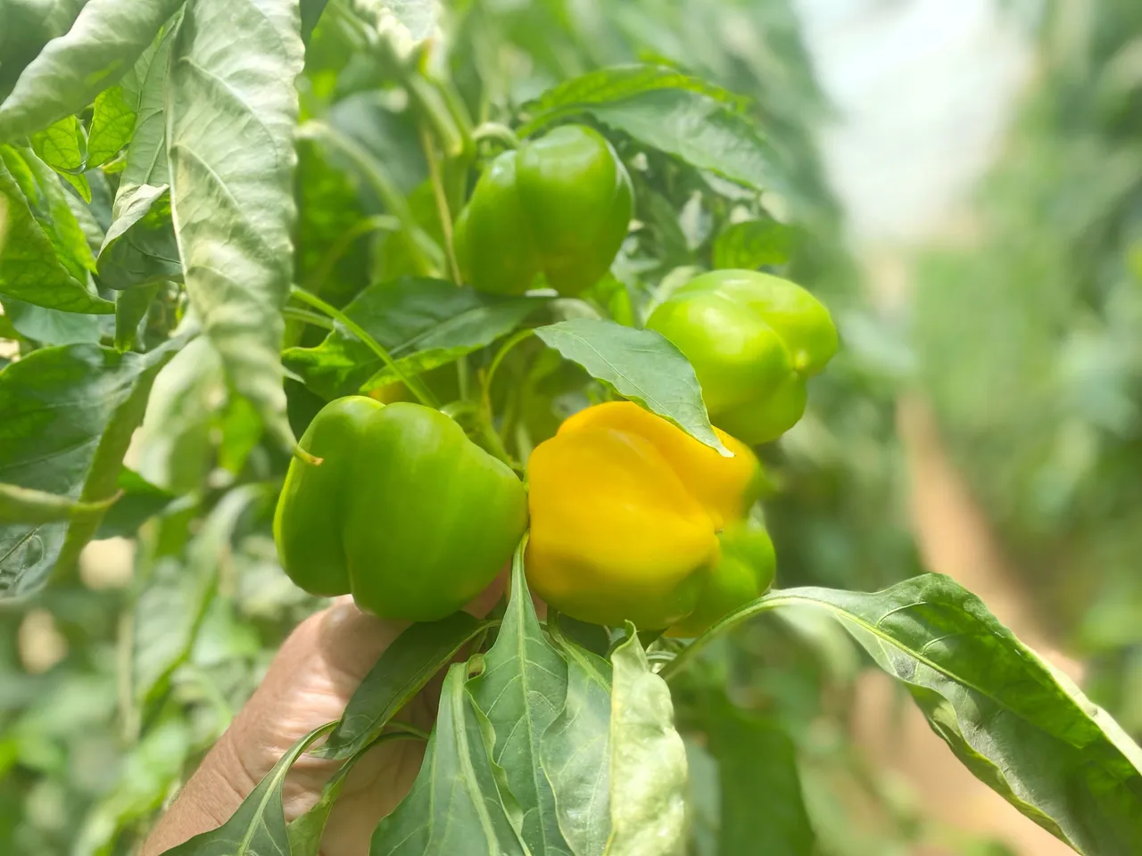 CultivationCapsicum1