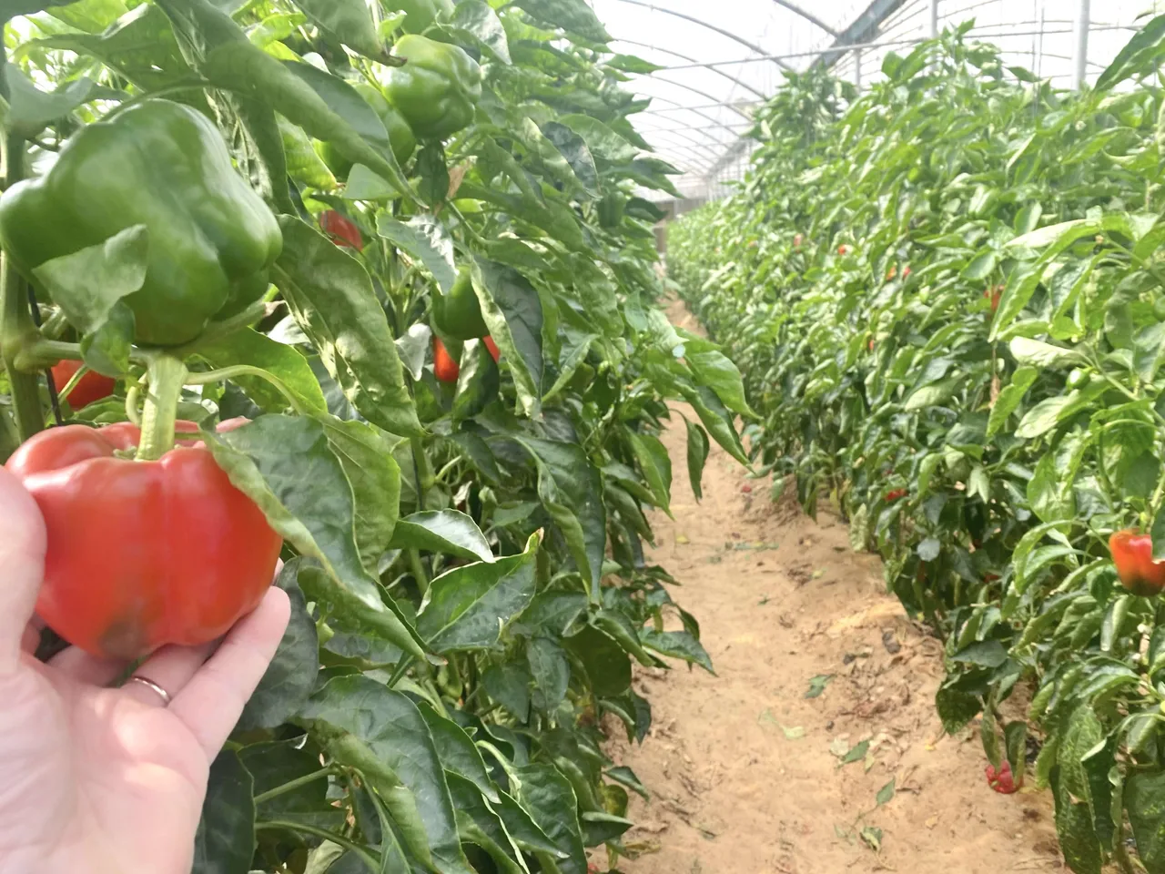 CultivationCapsicum4