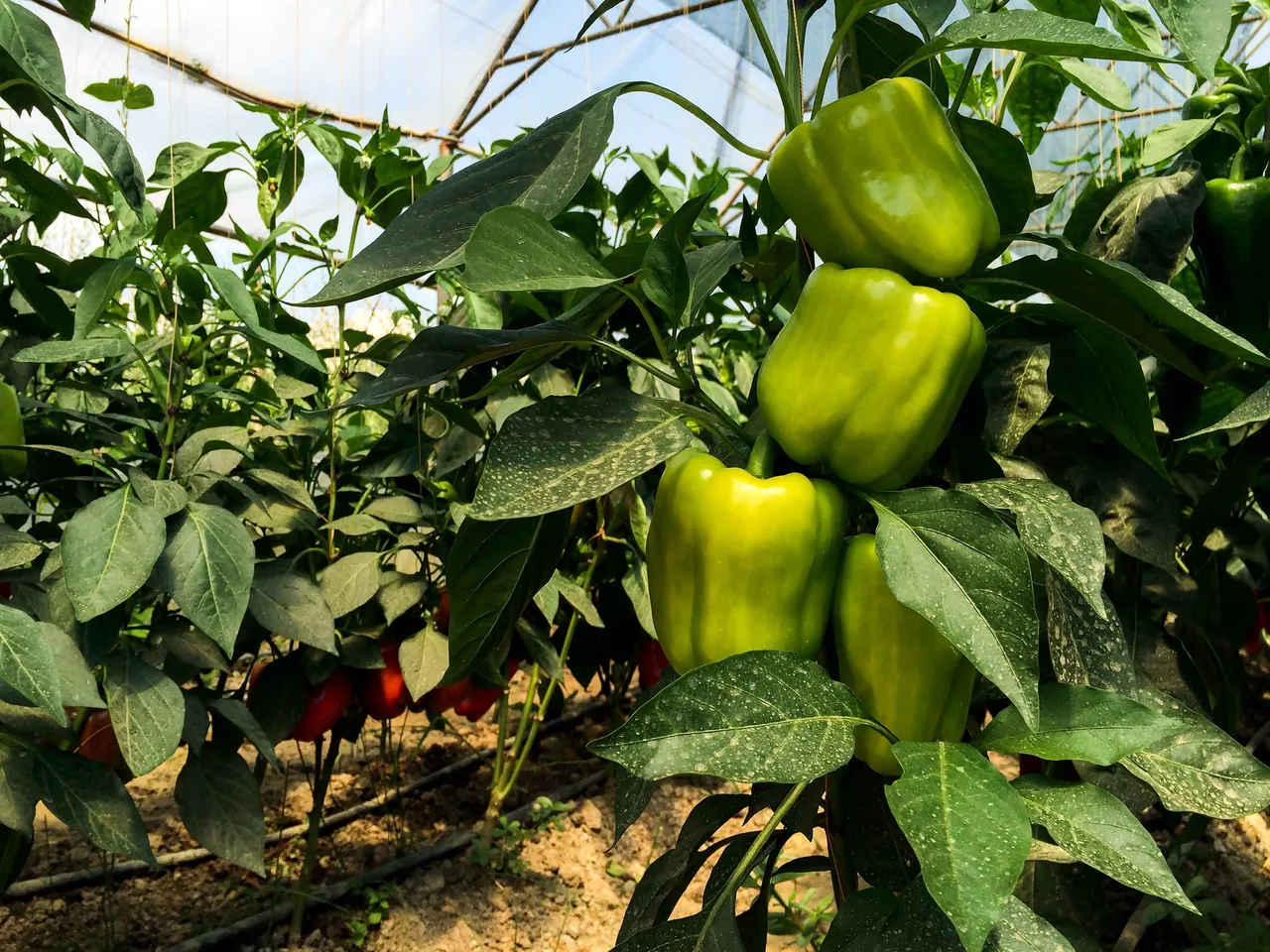 CultivationCapsicum5