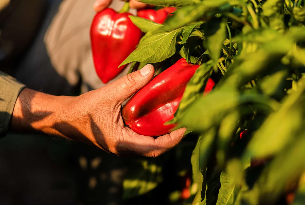 CultivationCapsicum6