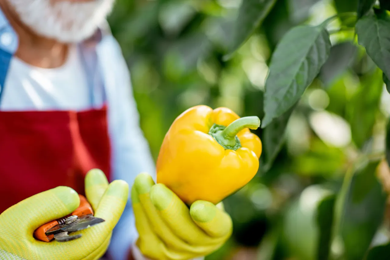 CultivationCapsicum7