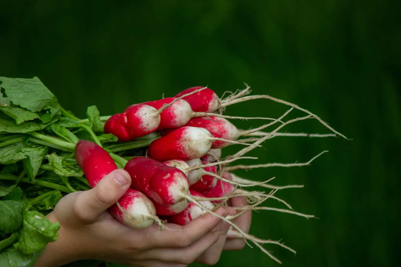 Greenvegetables7