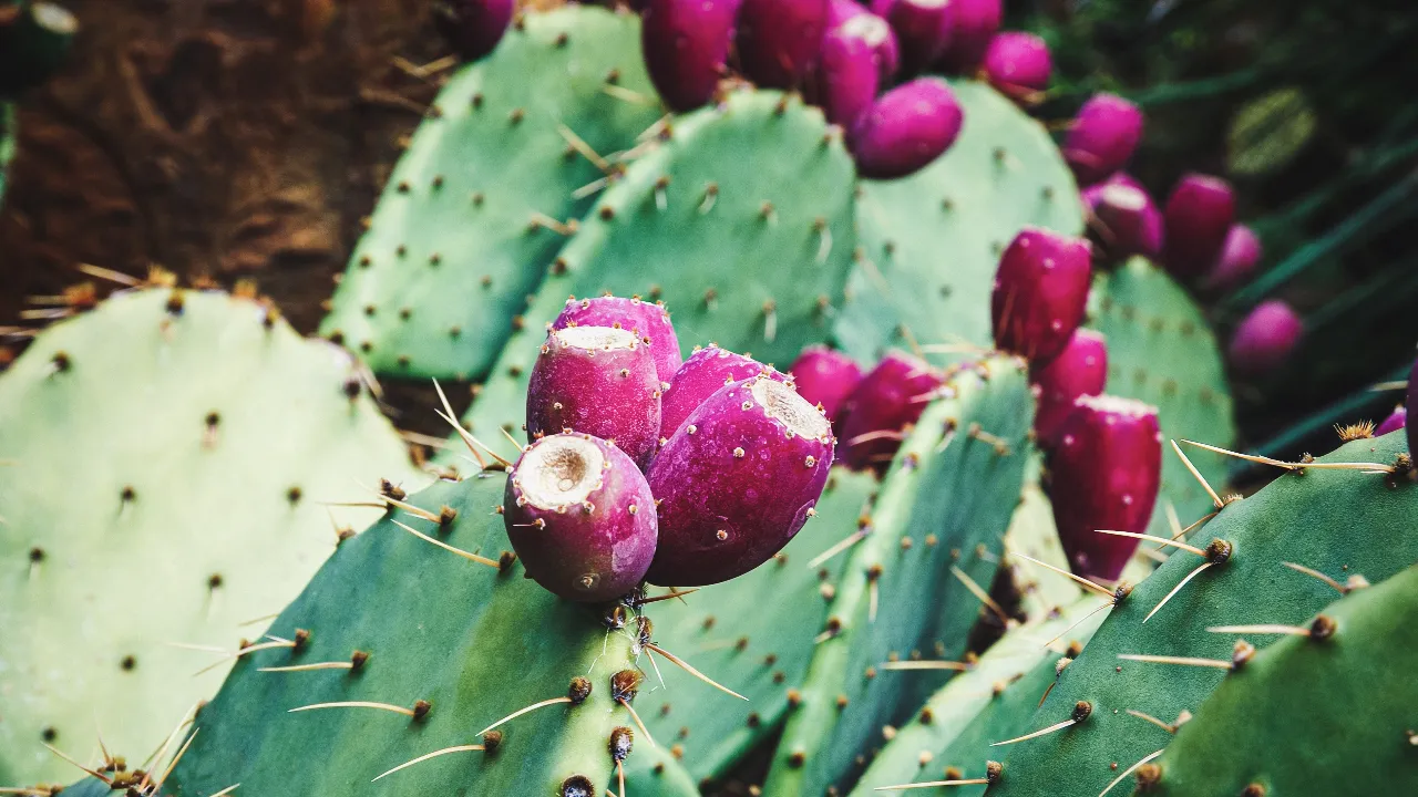 Prickly pear 
