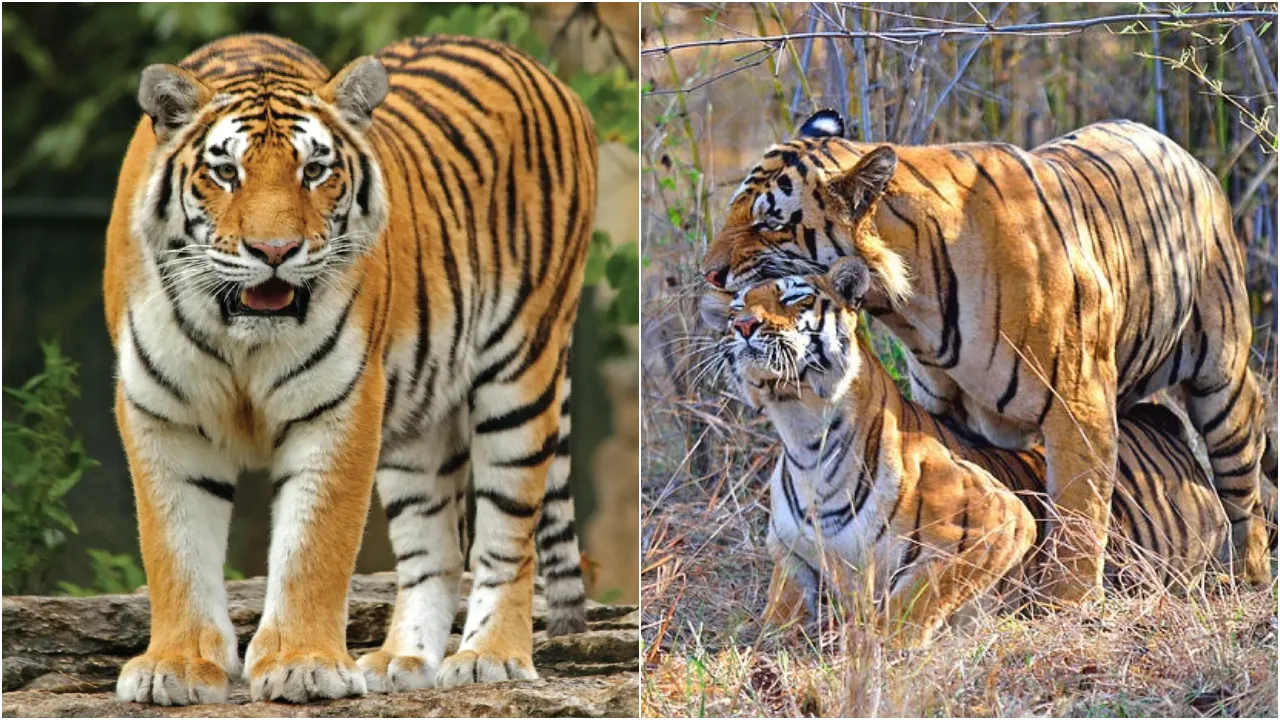 tiger 