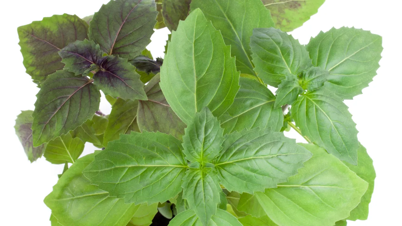 basil