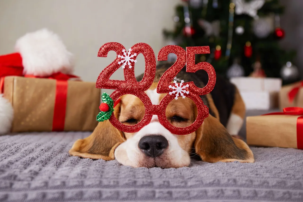 new year 2025 celebrations 