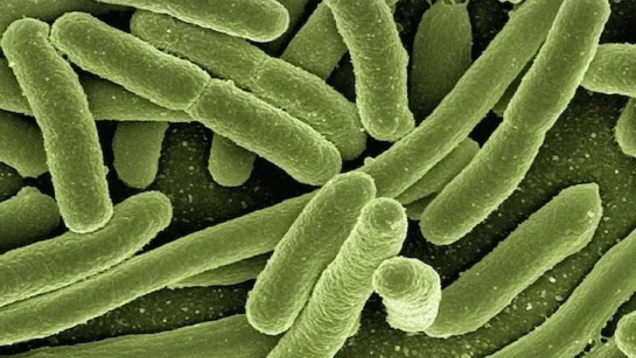 China HMPV Virus