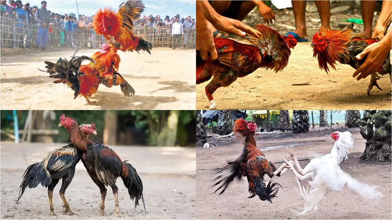 pandem kollu
