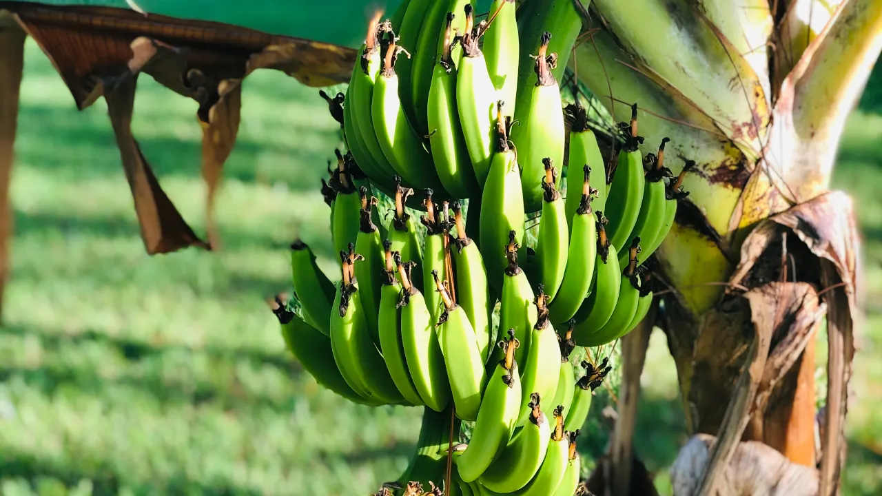 Raw Banana