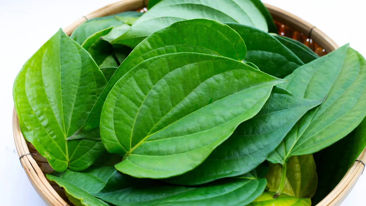 betel leaf
