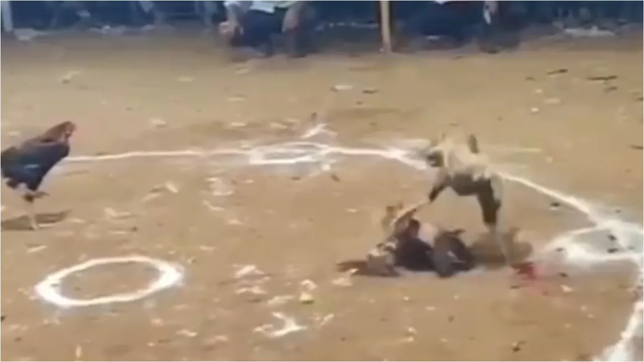 fight
