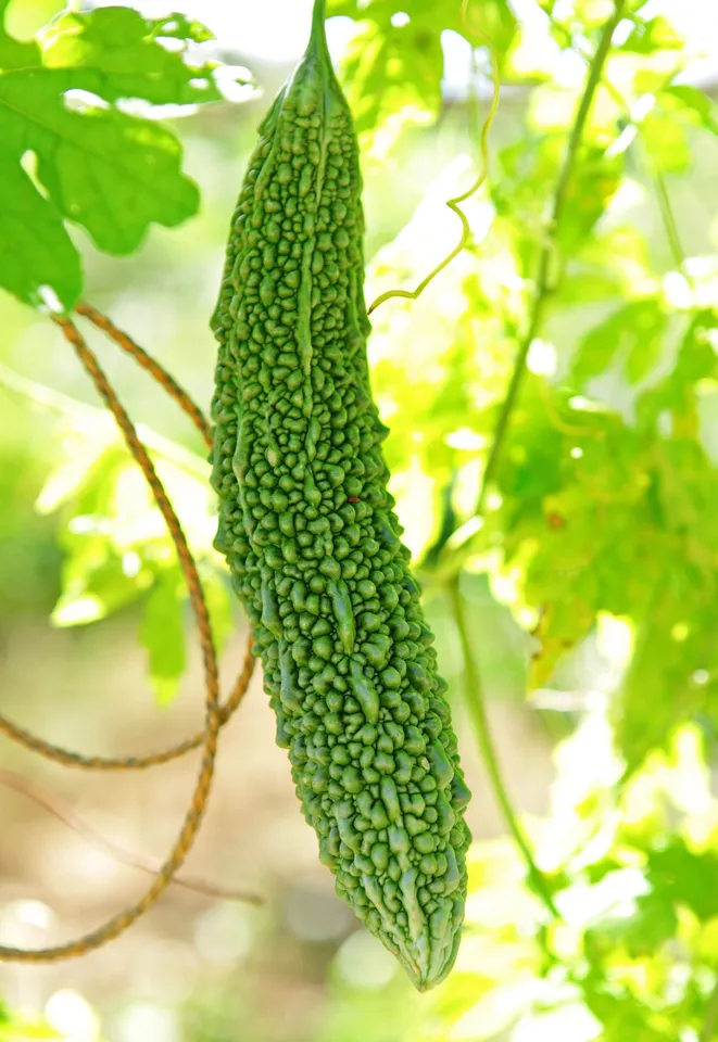 BitterGourdJuice1