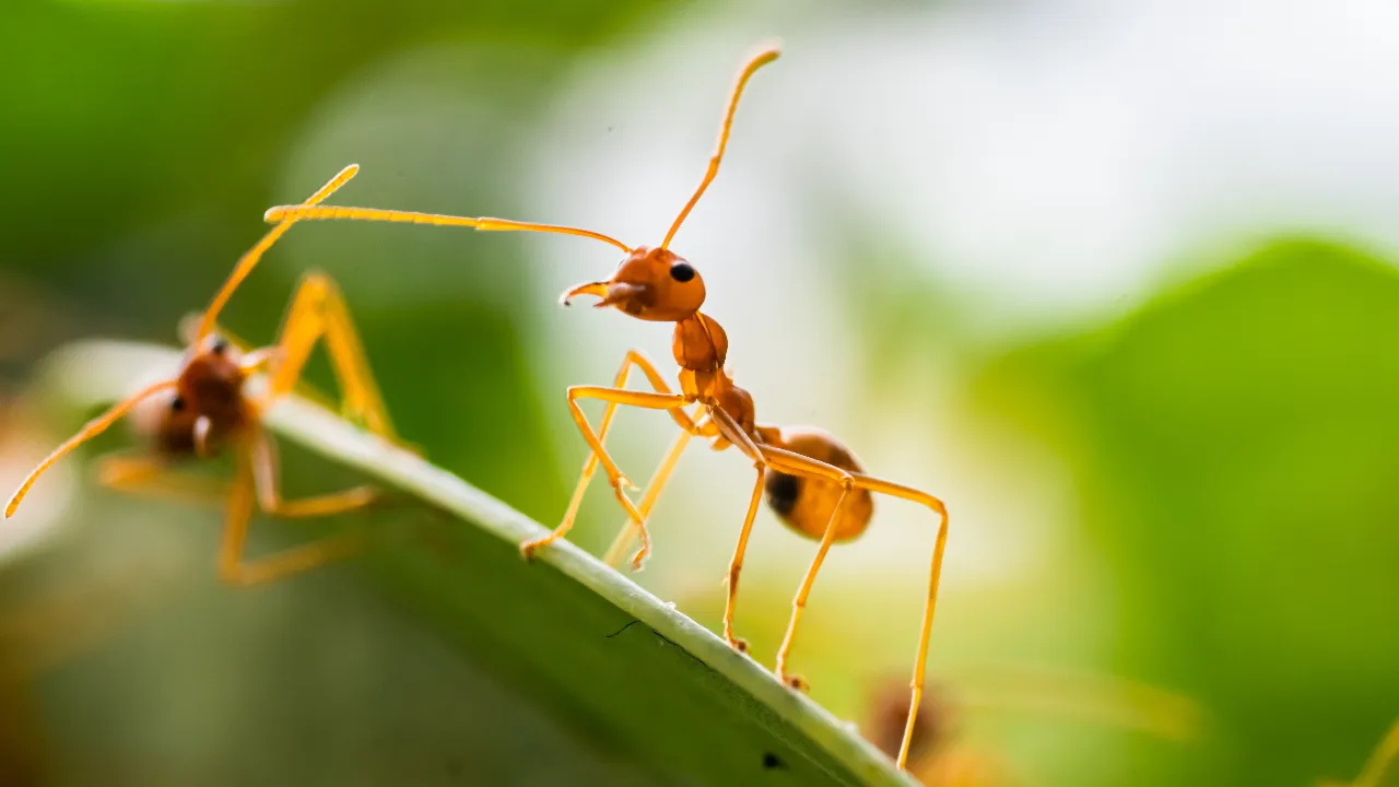 Ants