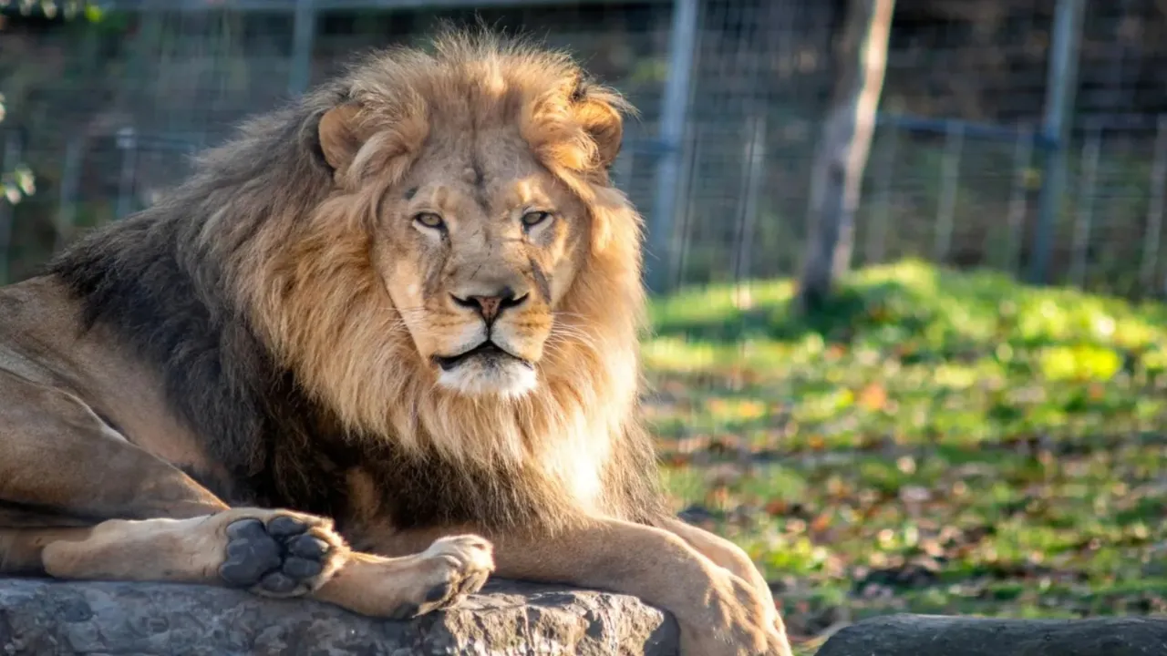Lion