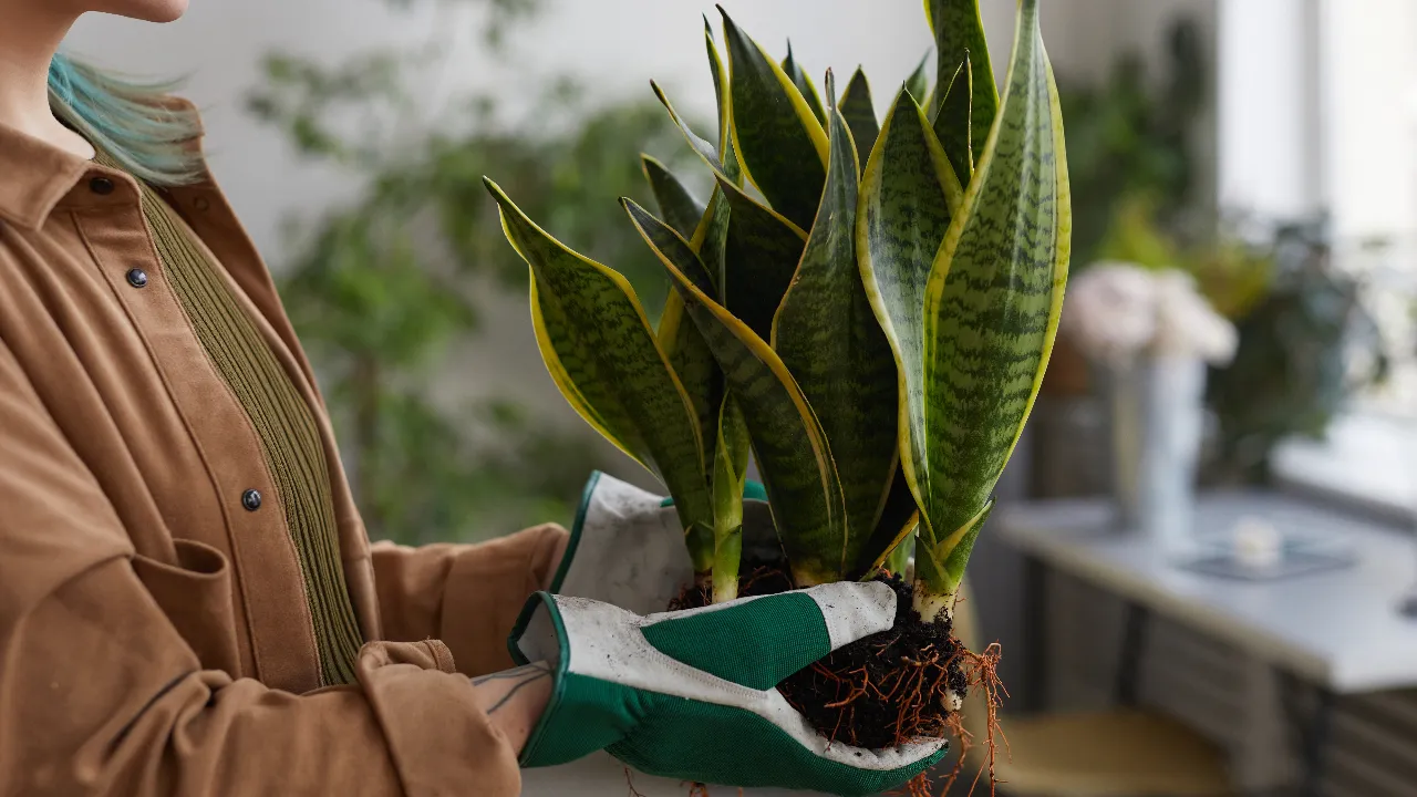 Snake Plant