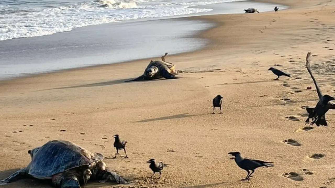 olive ridley turtles