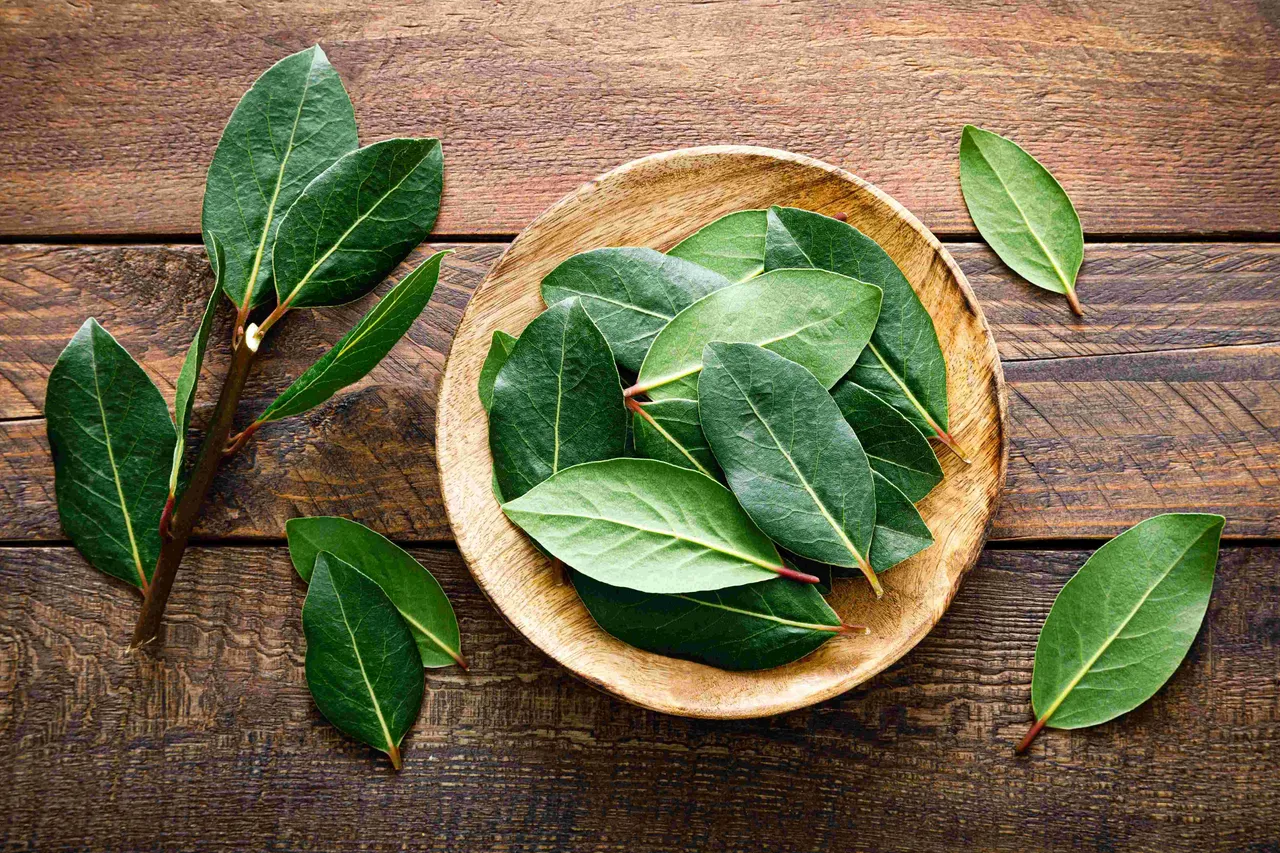 Bay leaf