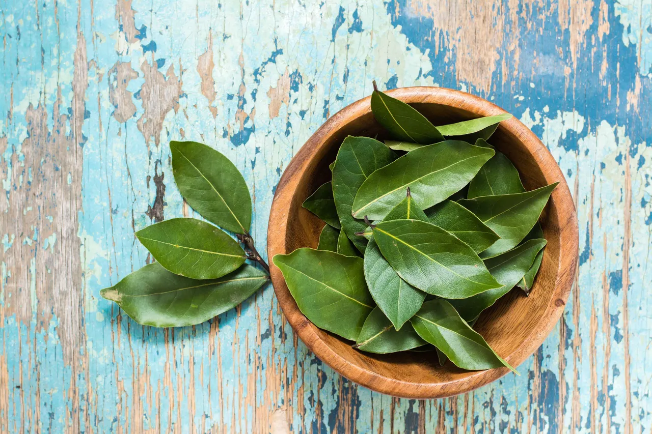 Bay leaf