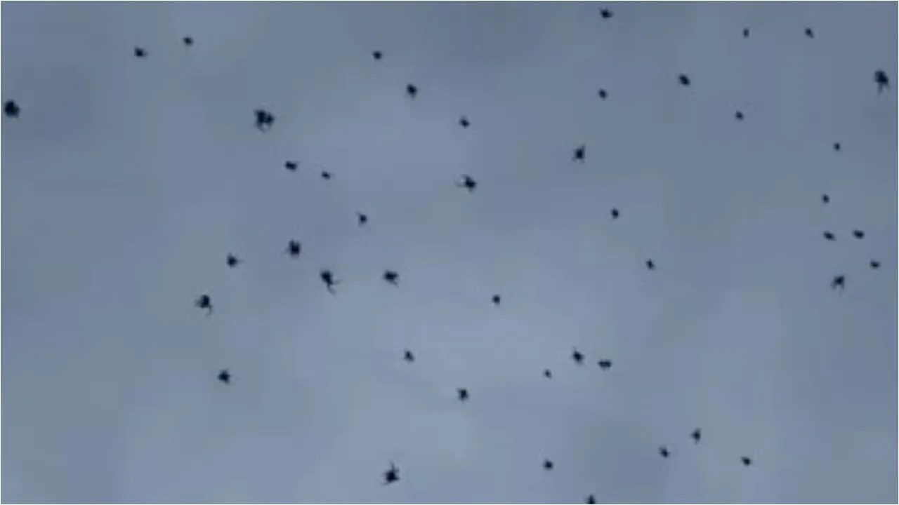 Spiders rain