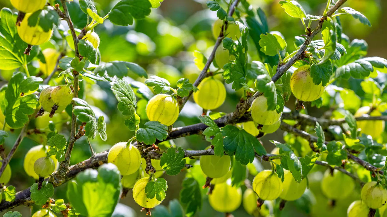 Amla 