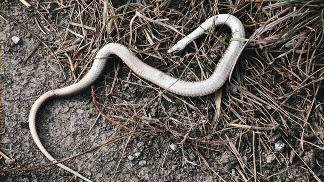 The Snake 
