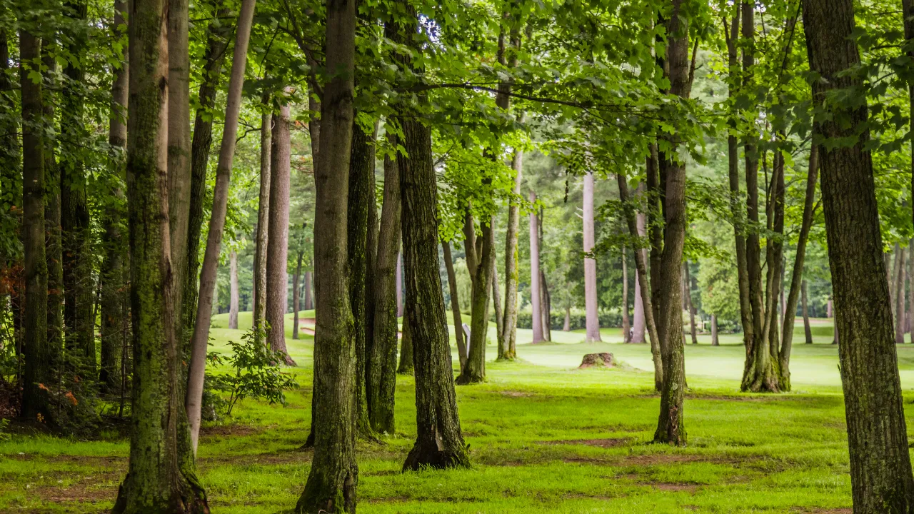 Nallamala forest