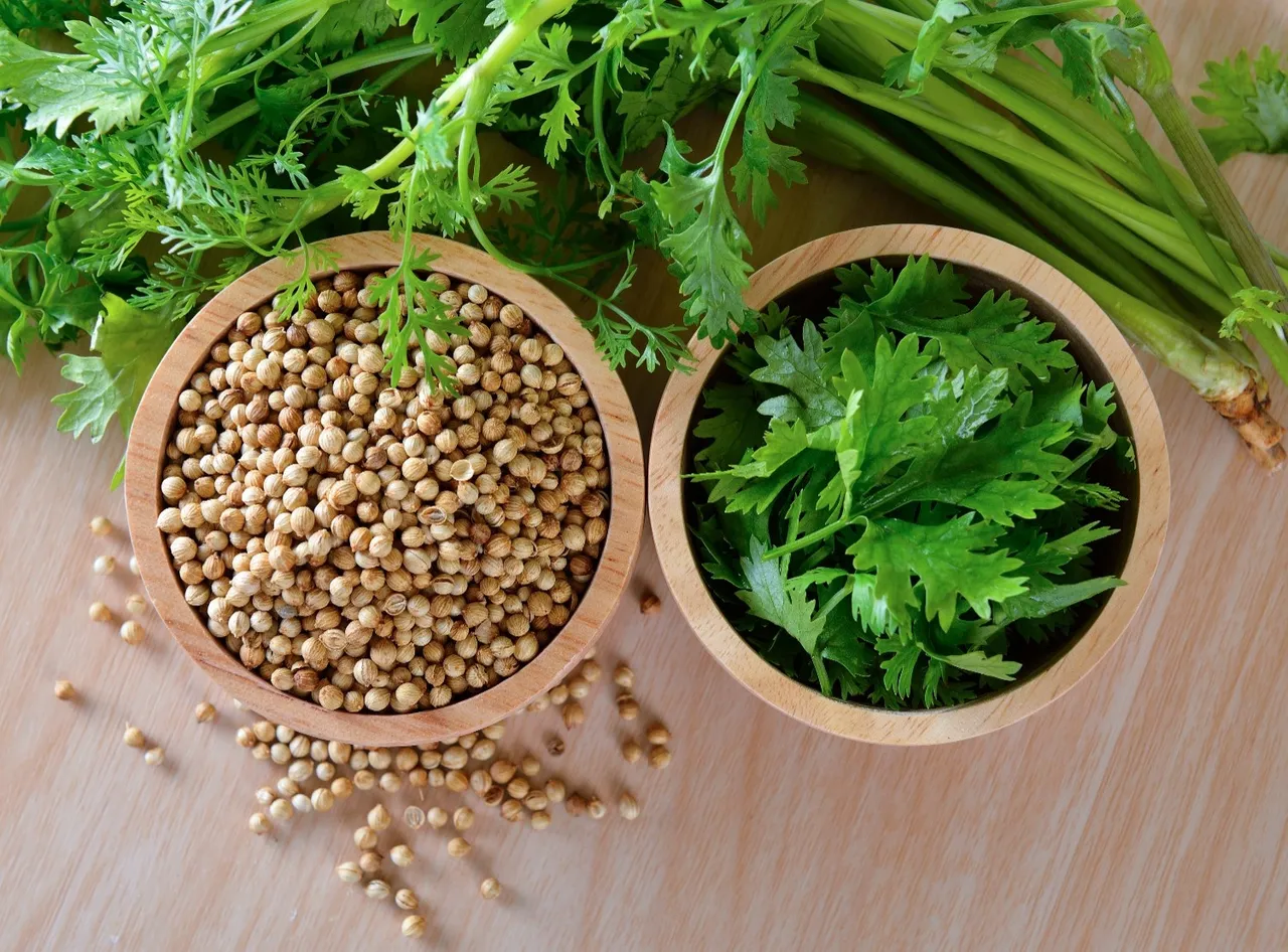 coriander leaves