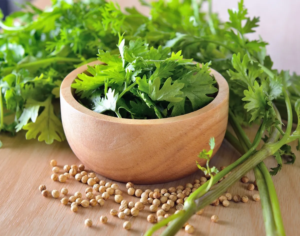 coriander leaves