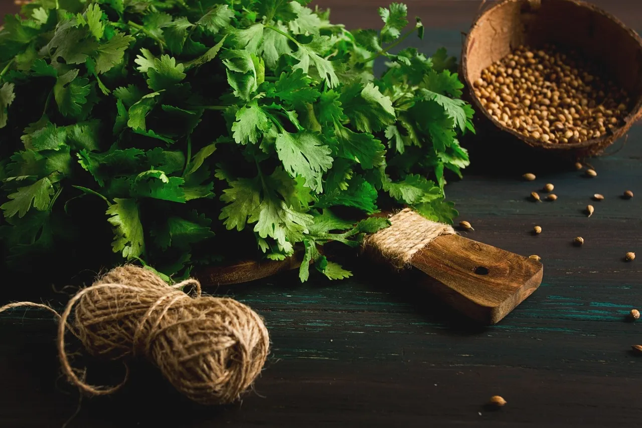 coriander leaves