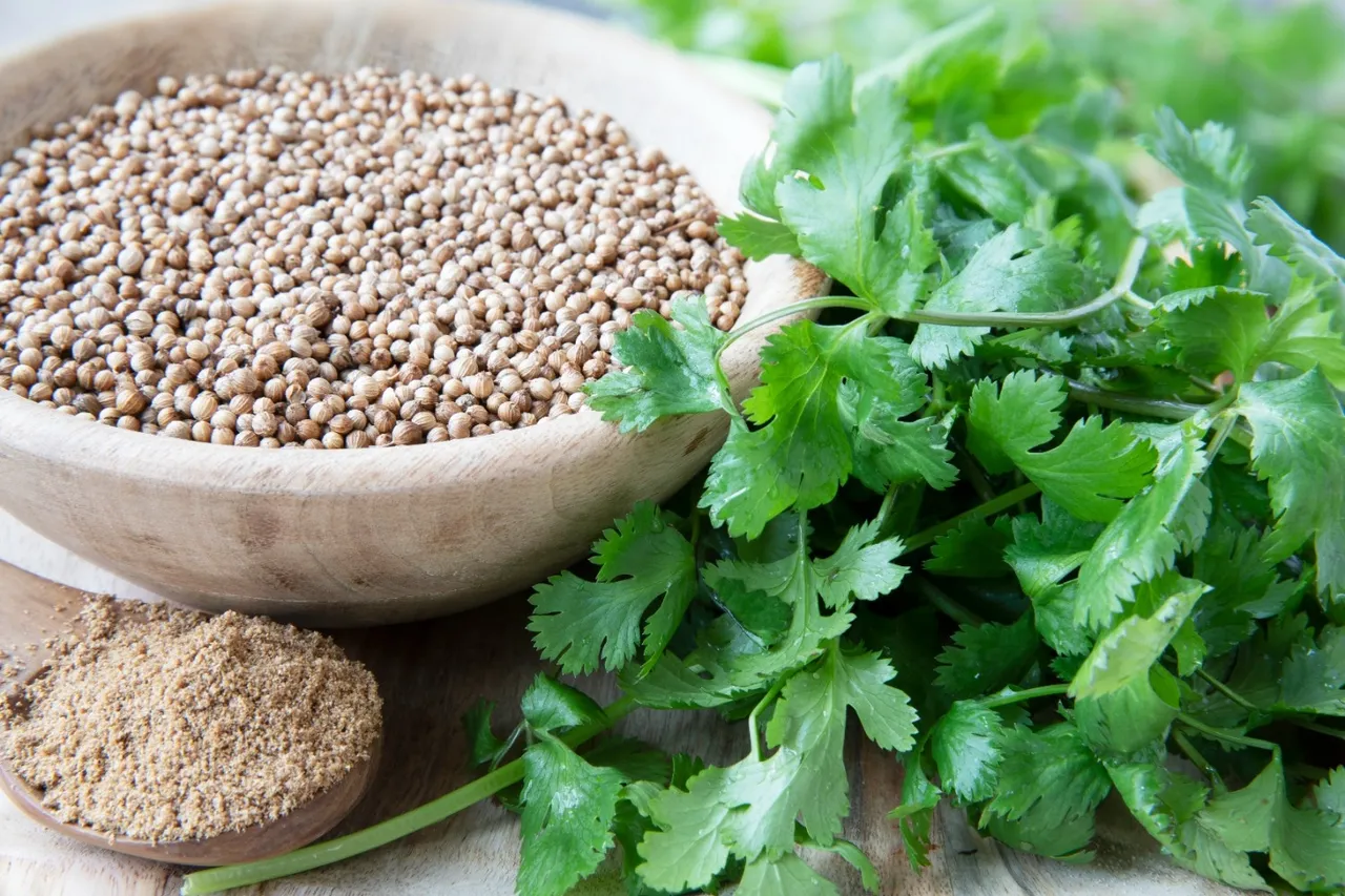 coriander leaves