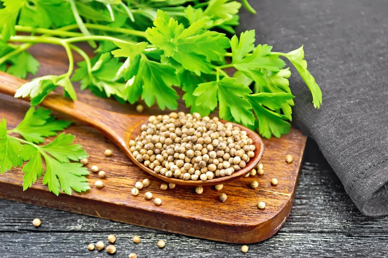 coriander leaves