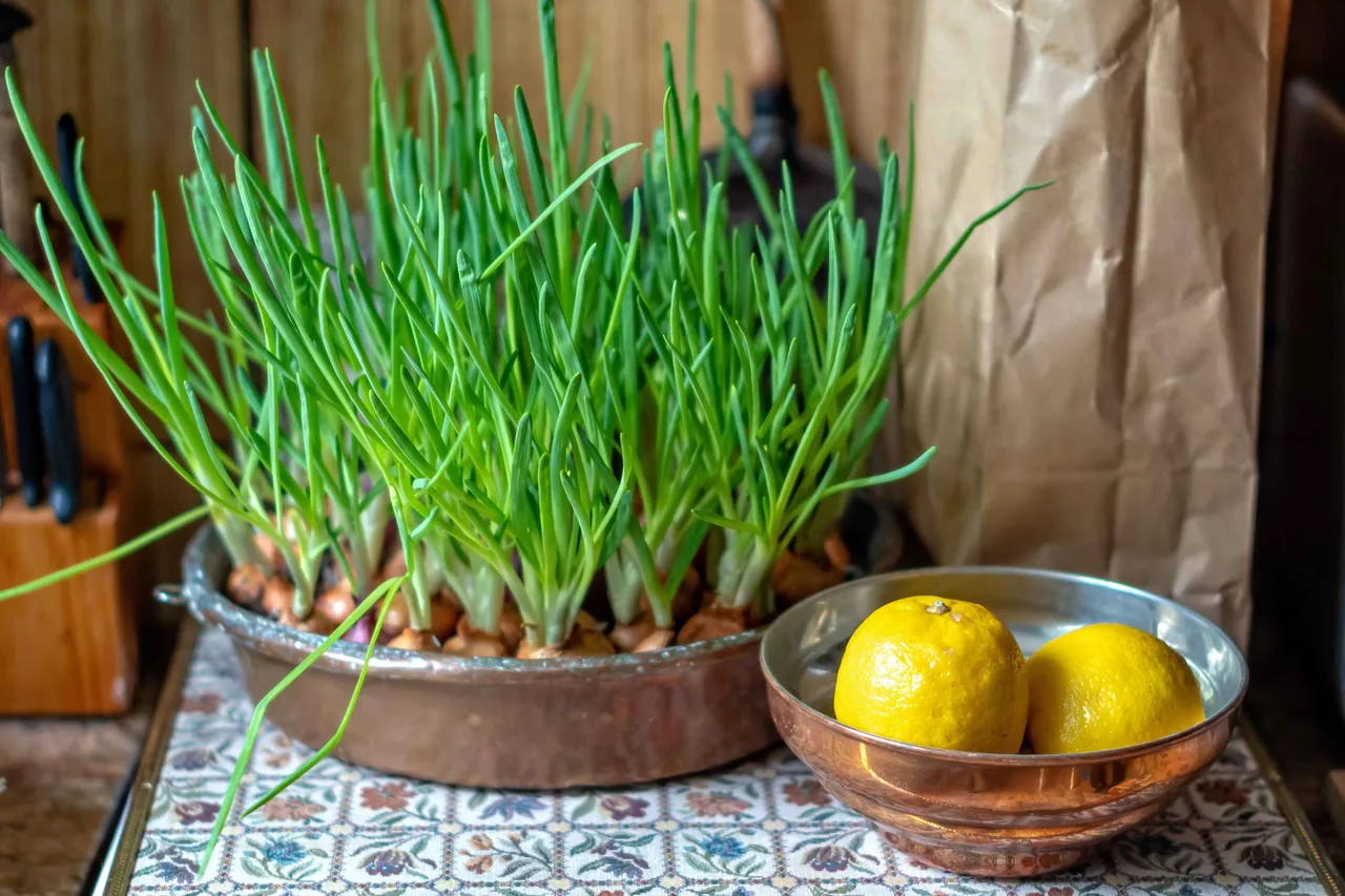 onion leaves