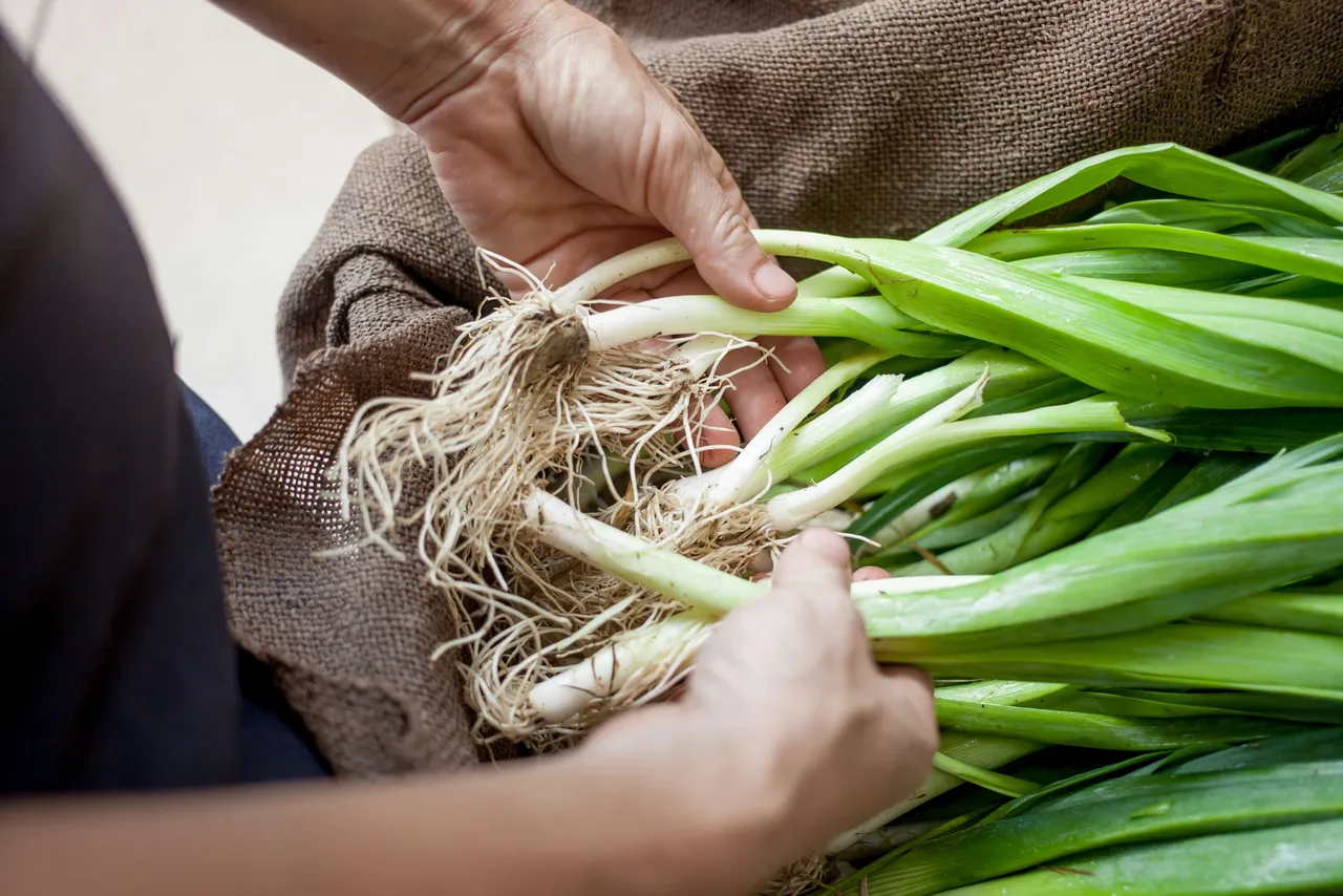 onion leaves