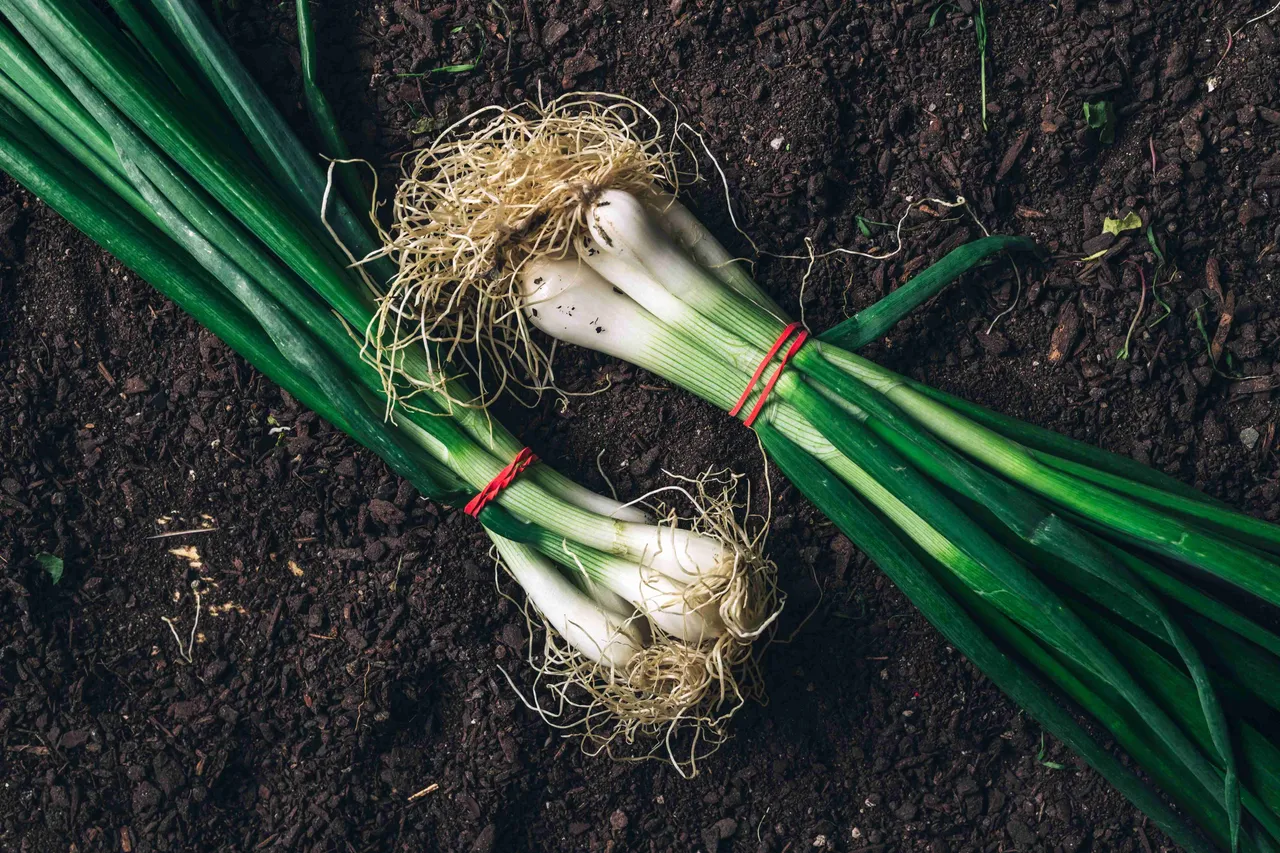 onion leaves