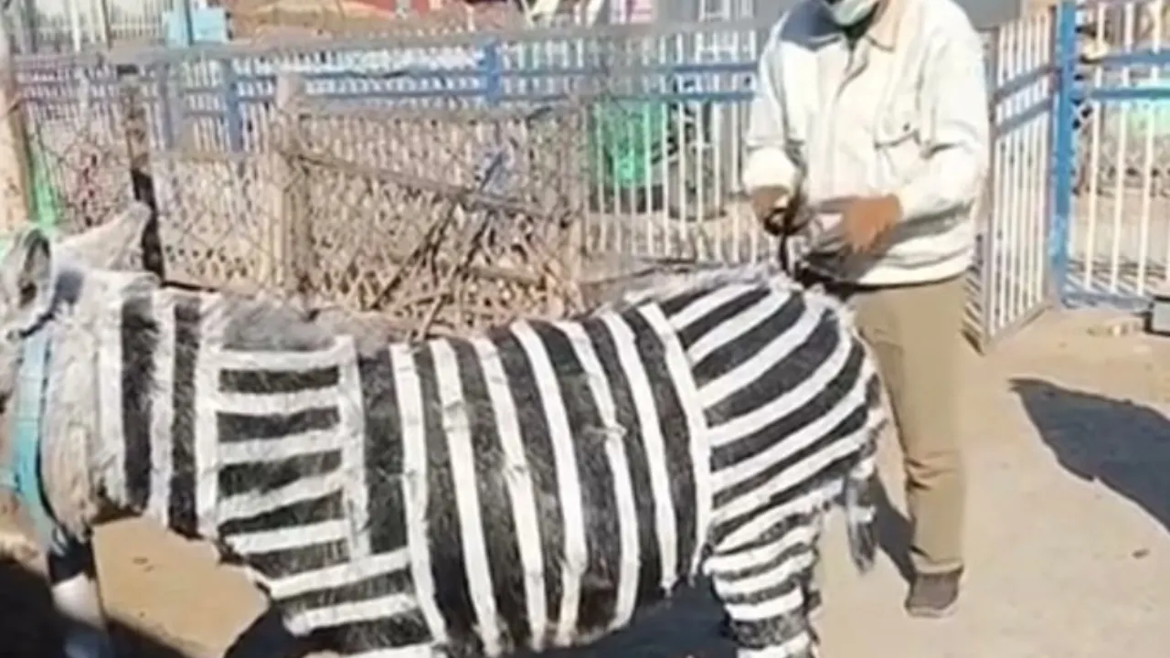 china zoo parks