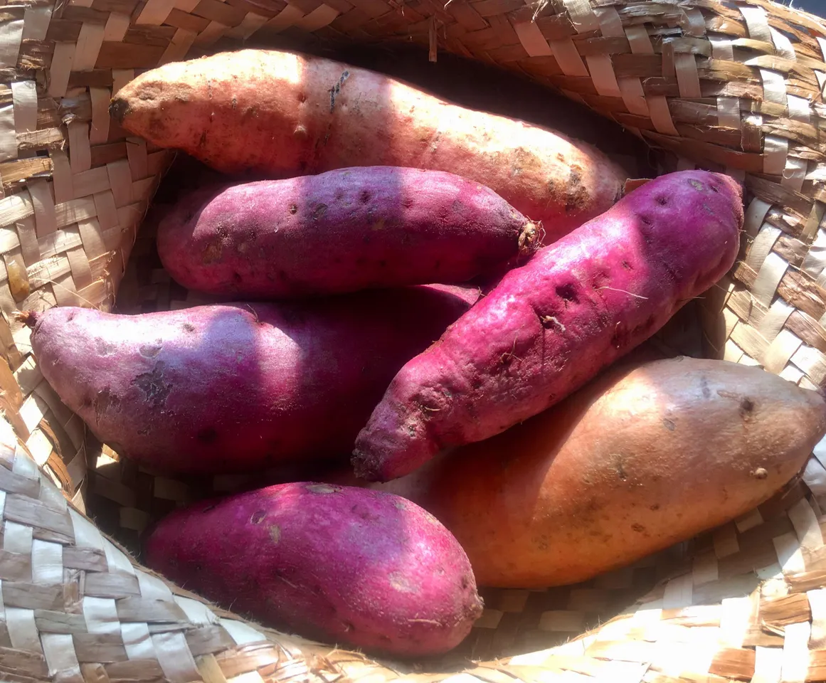 sweet potato