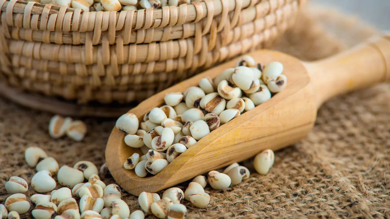 sorghum