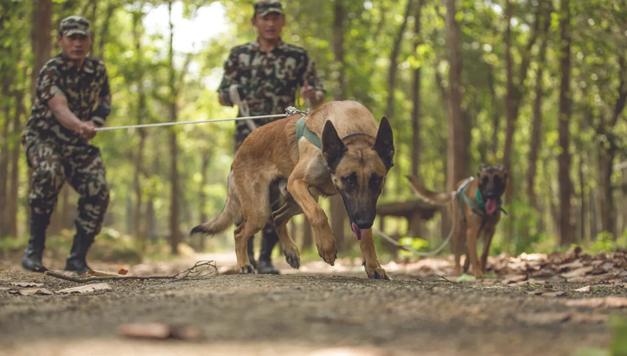 Sniper dogs