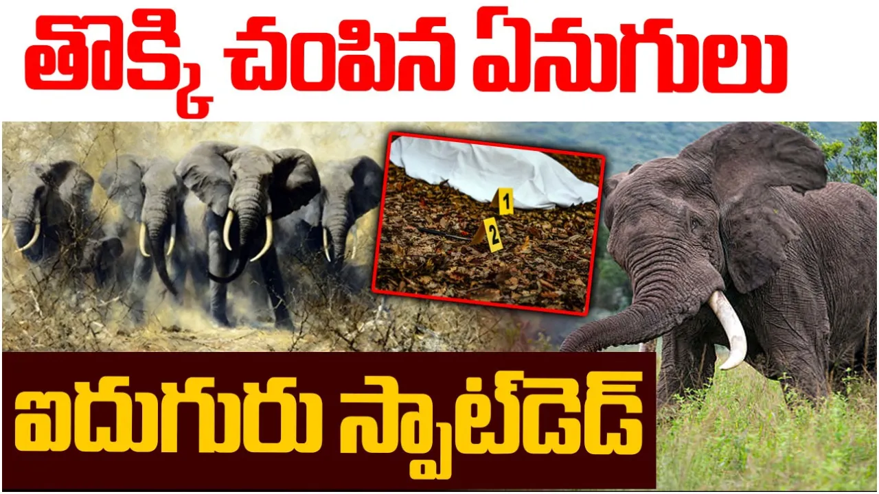 elephant attack