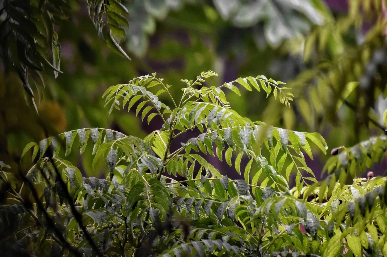Curry Leaves