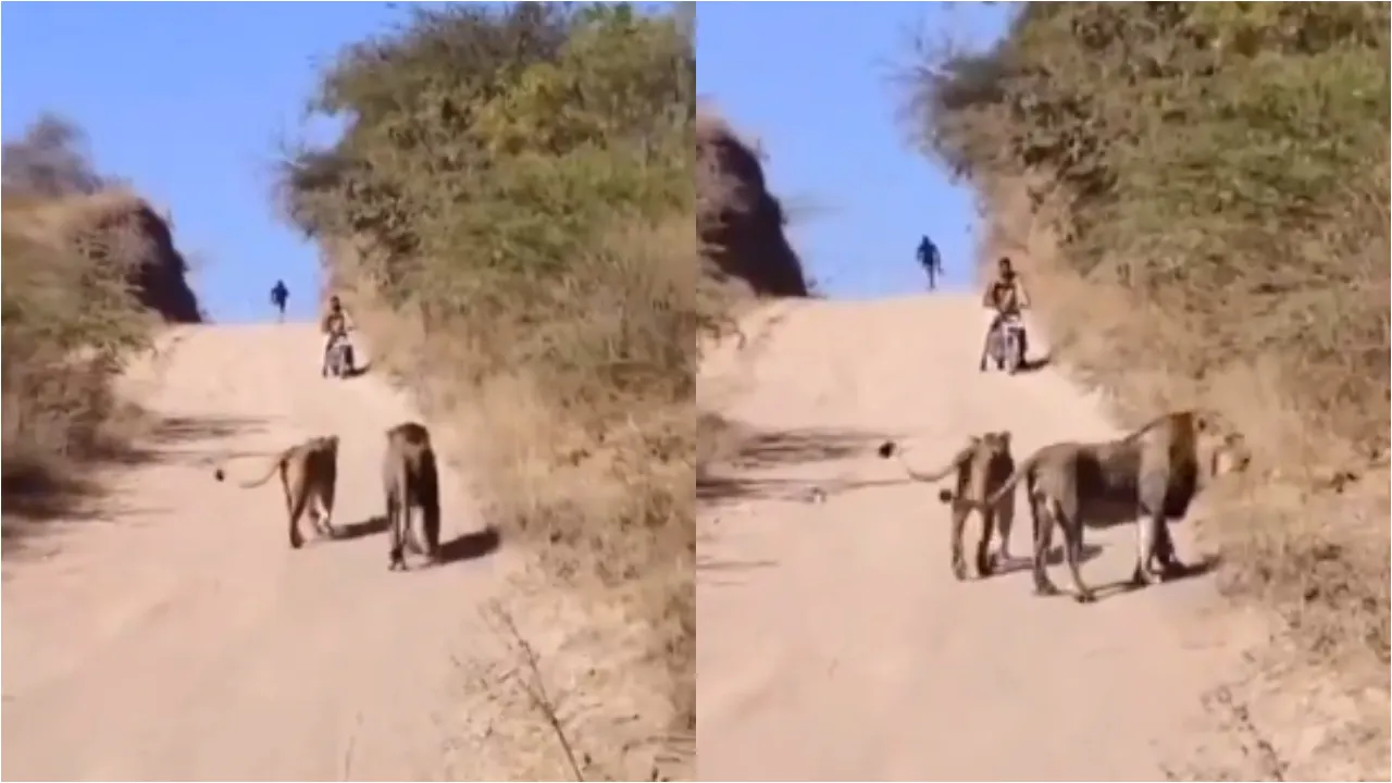 two lions walking towards biker