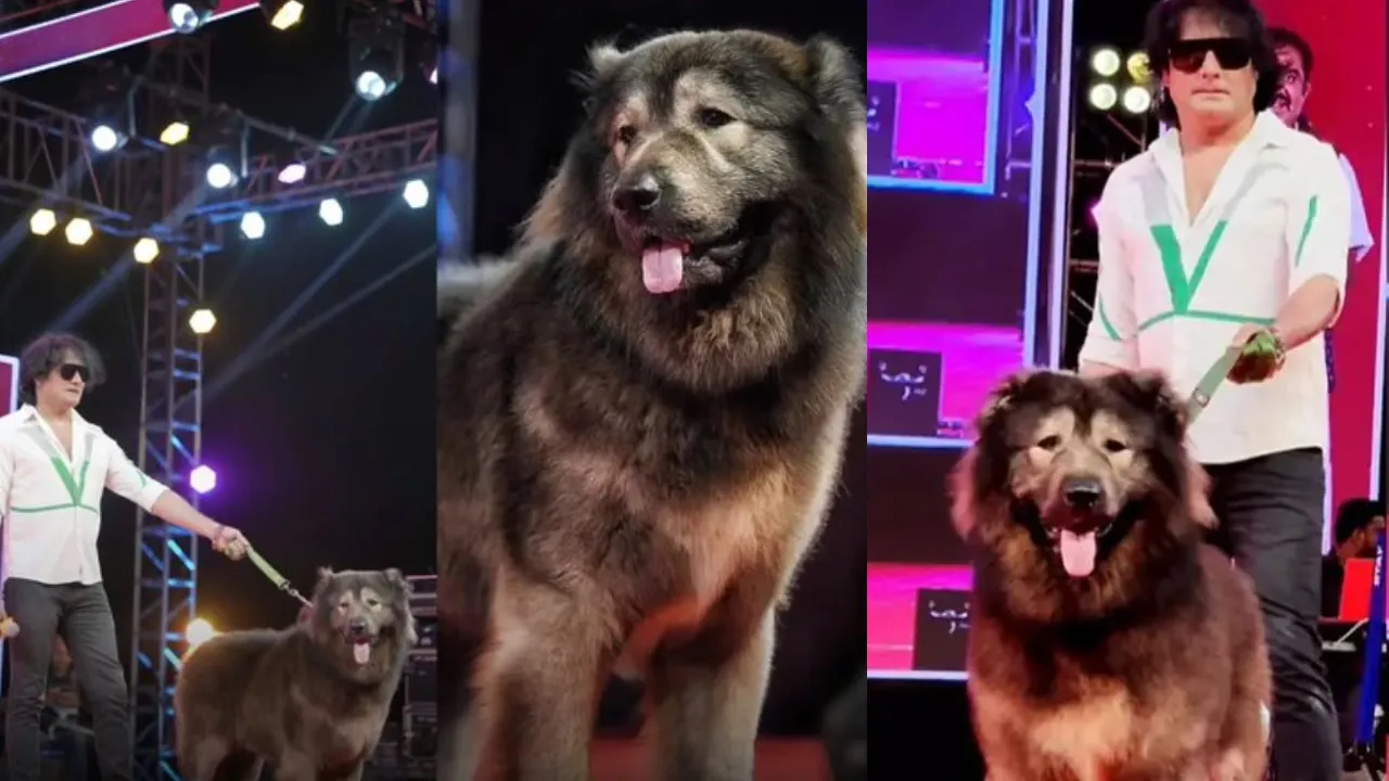 _rare wolfdog 