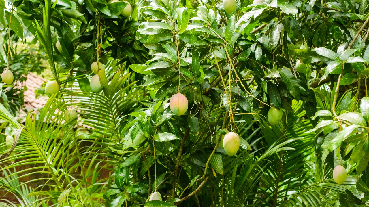 Mango cost