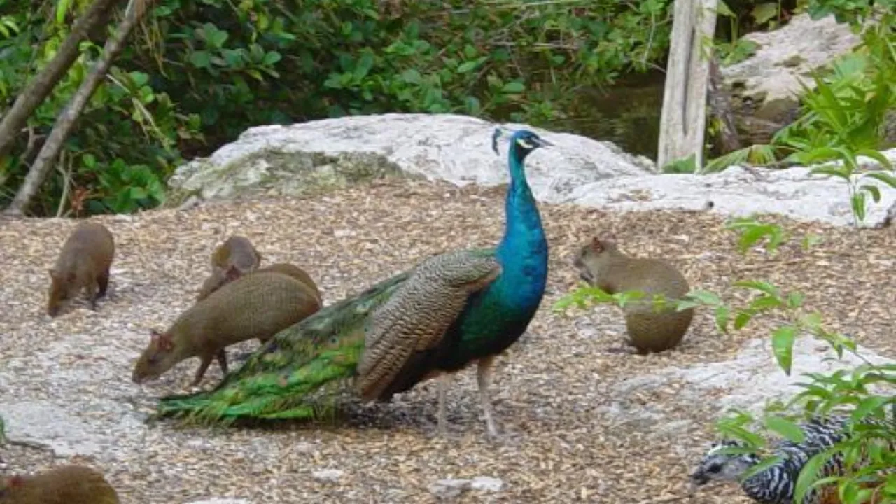 sell peacock meat