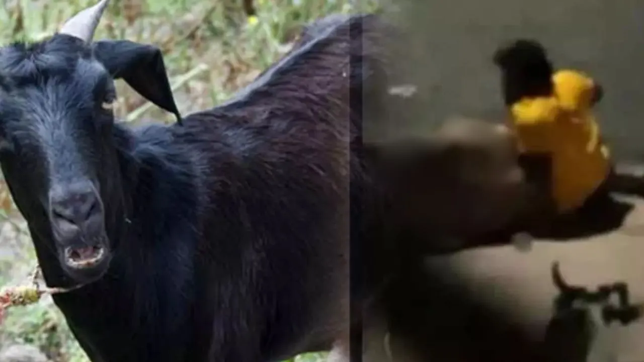 West Bengal young man raped a goat
