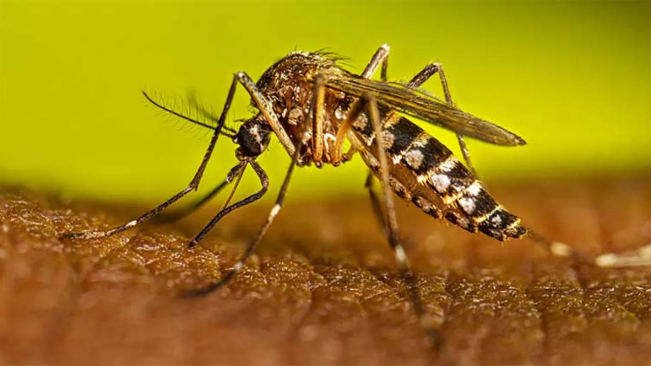 nitisinone mosquito