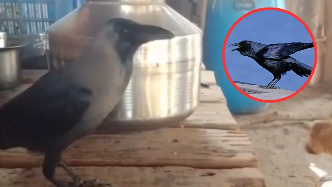 Crow Talks Like A Human Watch Viral Video