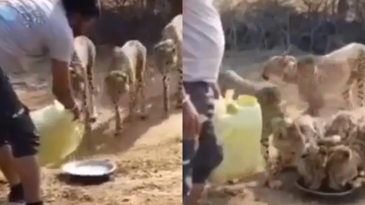Madhya Pradesh villager offers water to cheetah